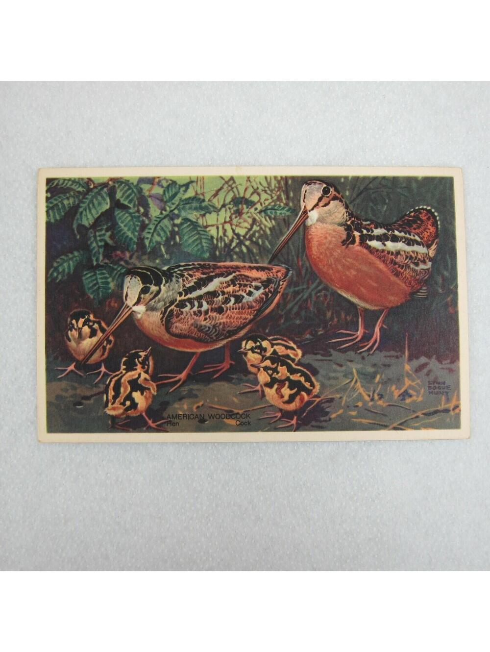 Vintage 1939 National Wildlife Bird Postcards Lot 3 Ruffed Grouse Woodcock Quail - Picture 12 of 12